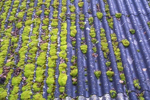 roof cleaning cape cod ma