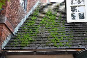 roof cleaning cape cod ma