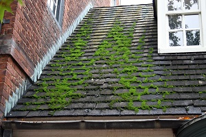 roof cleaning cape cod ma